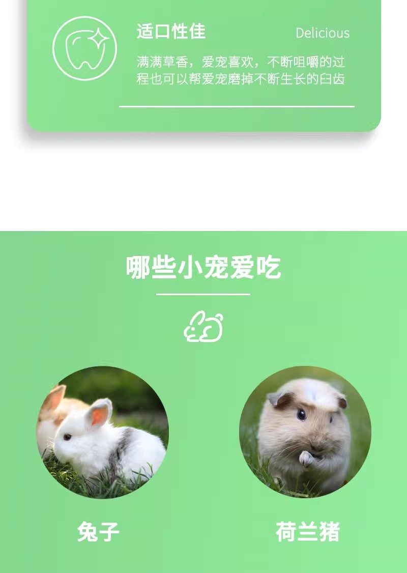 进口提摩西草种子猫尾草牧草种子梯牧草兔豚鼠龙猫荷兰猪草籽
