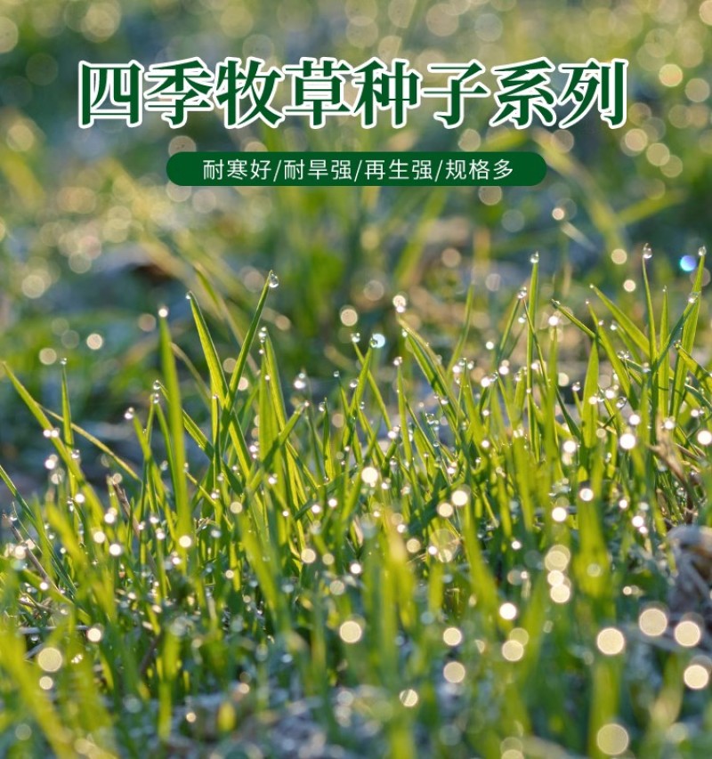 进口提摩西草种子猫尾草牧草种子梯牧草兔豚鼠龙猫荷兰猪草籽