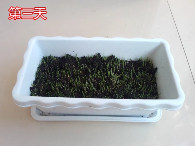 进口提摩西草种子猫尾草牧草种子梯牧草兔豚鼠龙猫荷兰猪草籽
