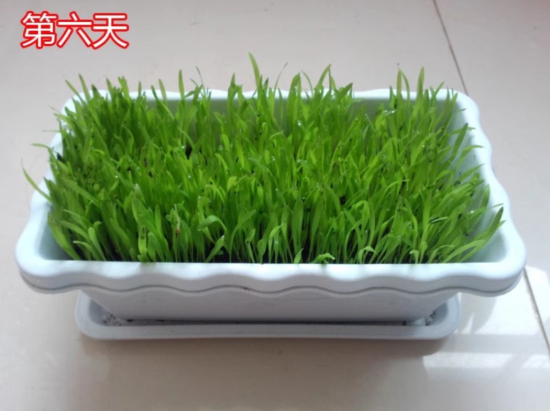 进口提摩西草种子猫尾草牧草种子梯牧草兔豚鼠龙猫荷兰猪草籽