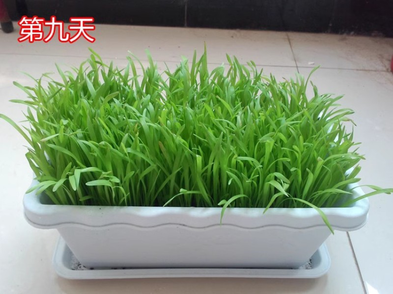 进口提摩西草种子猫尾草牧草种子梯牧草兔豚鼠龙猫荷兰猪草籽