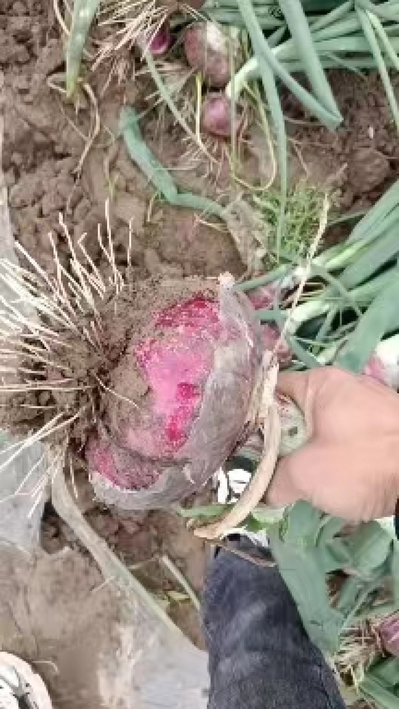 精品紫皮洋葱耐储存内蒙包地自存10000吨长期供价低