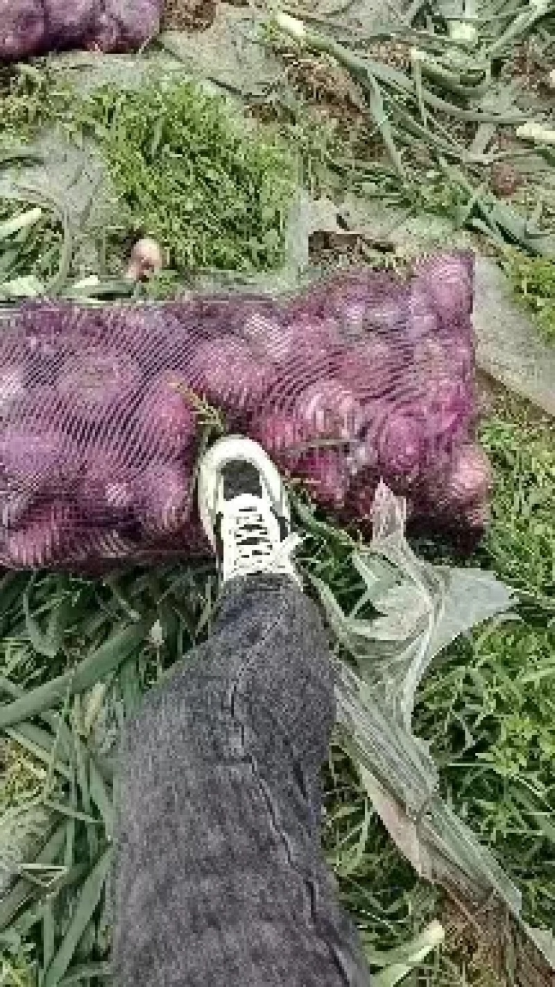 精品紫皮洋葱耐储存内蒙包地自存10000吨长期供价低