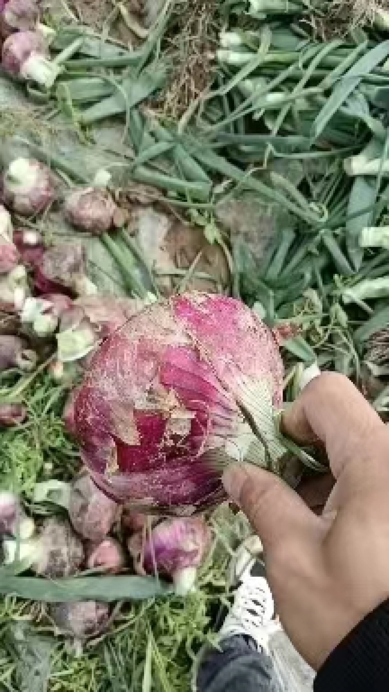 精品紫皮洋葱耐储存内蒙包地自存10000吨长期供价低
