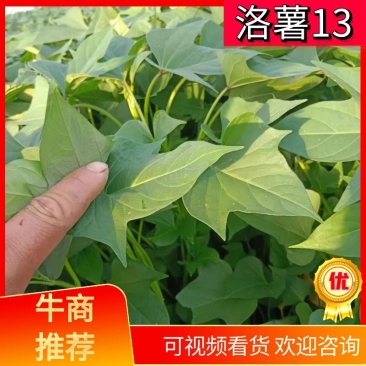 【洛薯13】脱毒原原种级红薯苗质量保证品种纯正