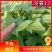 【洛薯13】脱毒原原种级红薯苗质量保证品种纯正