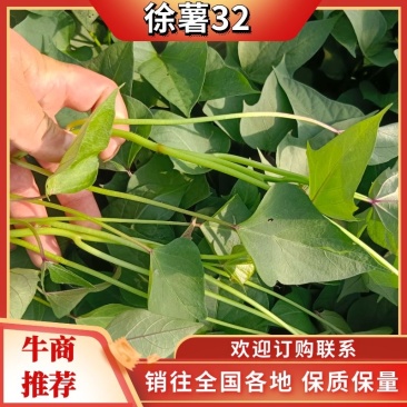 【徐薯32】脱毒原原种级别货量充足量大从优品质保障