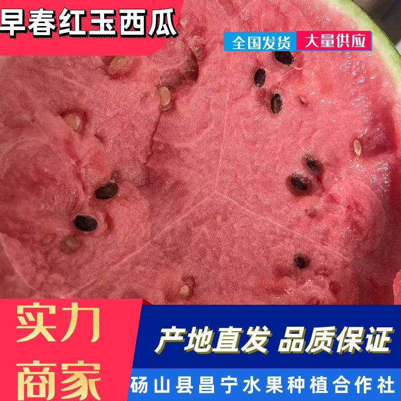 s早春红玉大量上市，基地直供产地代办全国代发保质保量