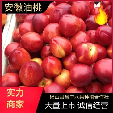 s安徽油桃油桃大量上市，产地直供全国代发！