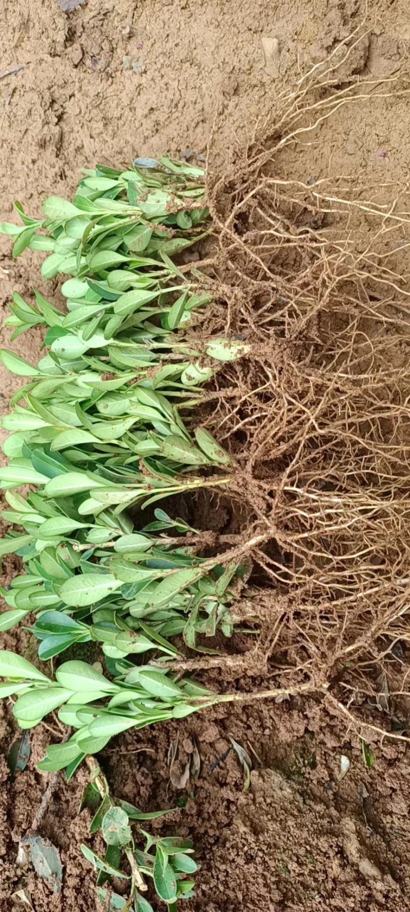 【基地直供】广西桂林万亩基地种植瓜子黄杨可视频看货欢迎联系