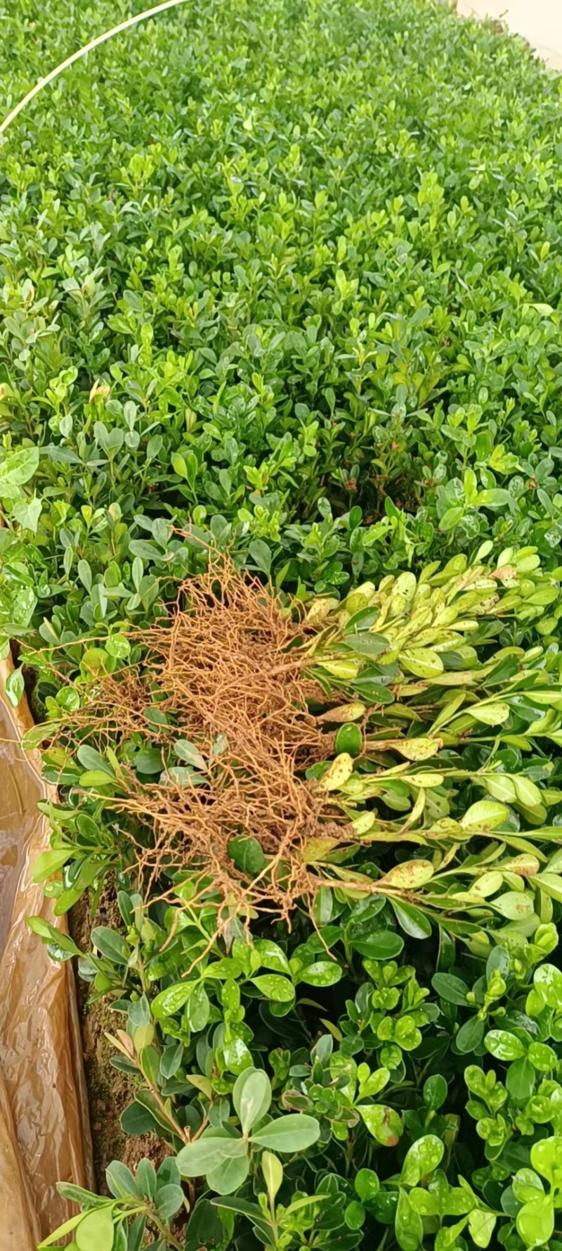 【基地直供】广西桂林万亩基地种植瓜子黄杨可视频看货欢迎联系