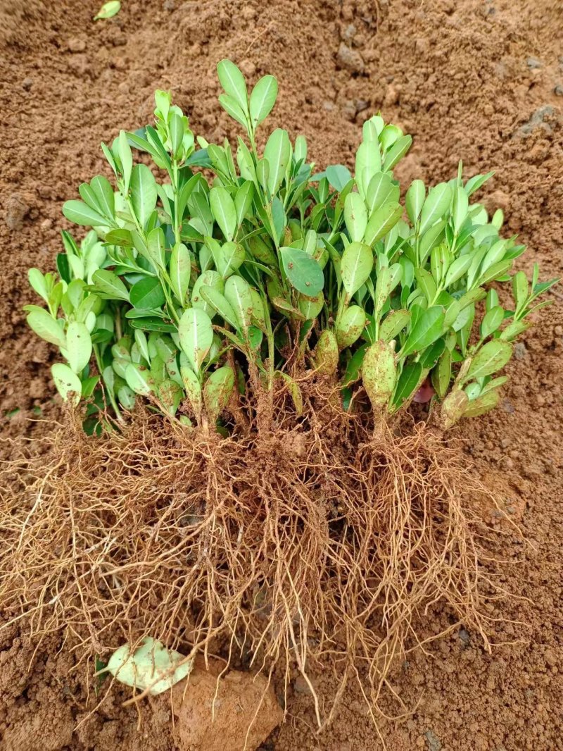 【基地直供】广西桂林万亩基地种植瓜子黄杨可视频看货欢迎联系