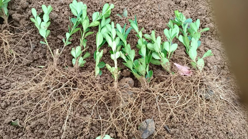 【基地直供】广西桂林万亩基地种植瓜子黄杨可视频看货欢迎联系