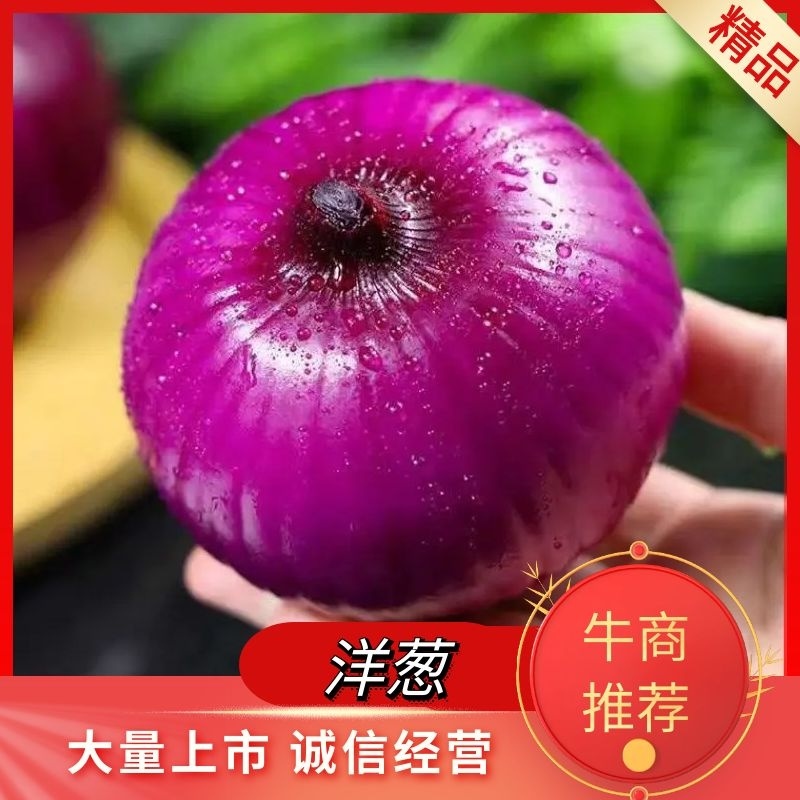 精品紫皮洋葱耐储存内蒙包地自存10000吨长期供价低