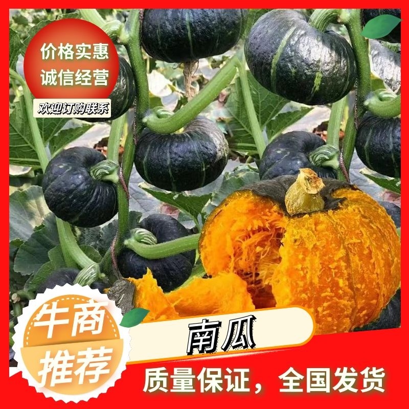 海拉尔区南瓜贝贝南瓜产地直供货源充足质优价廉来电拿货