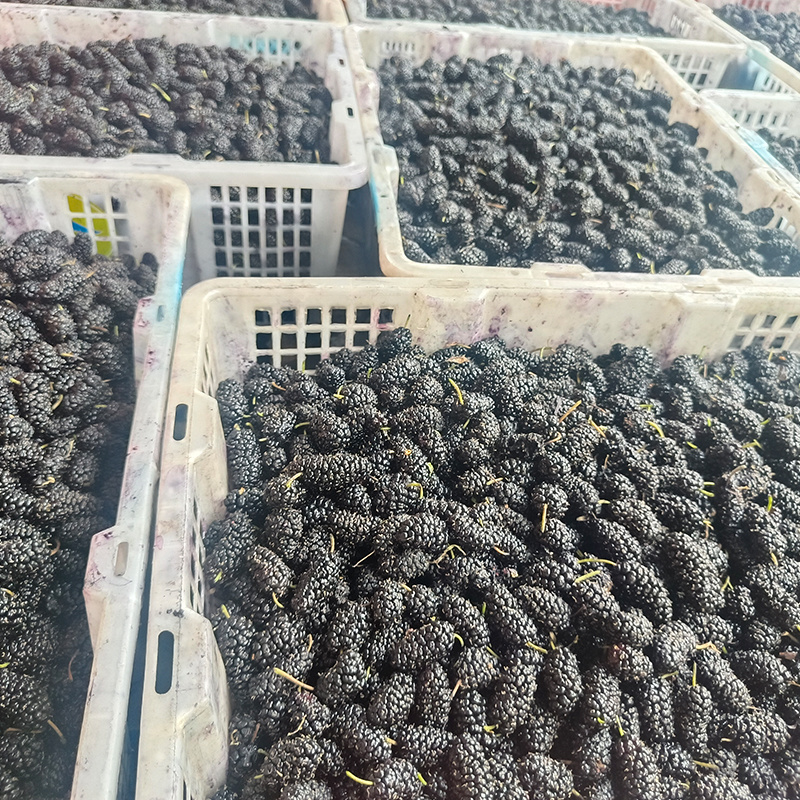 桑椹干烤干桑椹干现货供应批发水洗货无沙可即食泡酒桑椹干