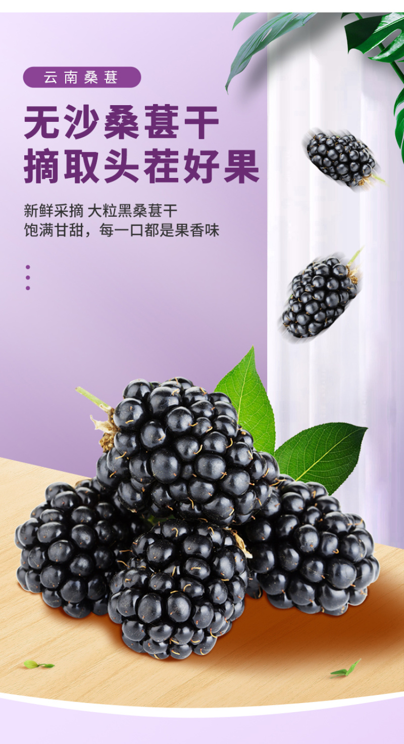 桑椹干烤干桑椹干现货供应批发水洗货无沙可即食泡酒桑椹干
