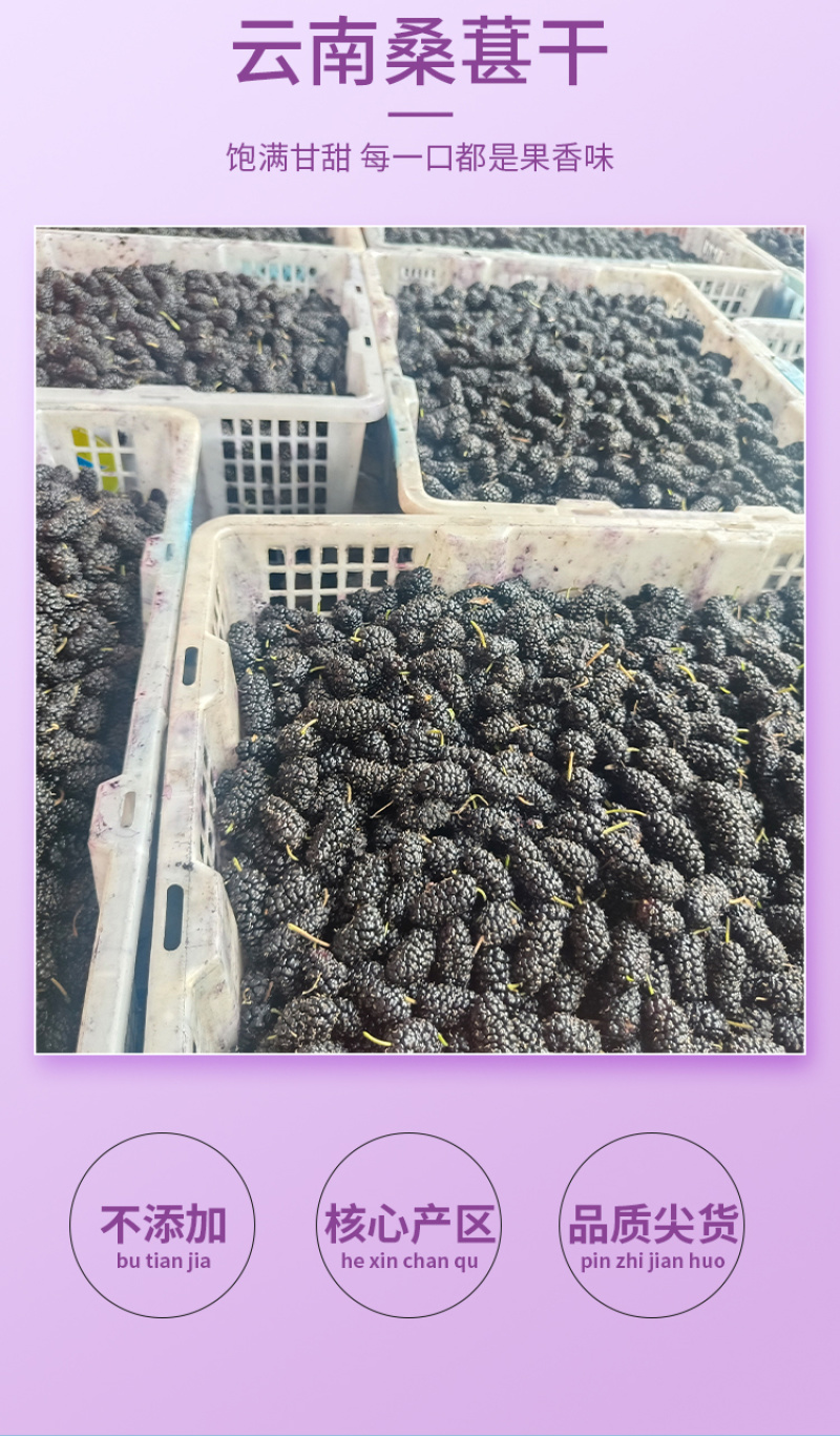 桑椹干烤干桑椹干现货供应批发水洗货无沙可即食泡酒桑椹干
