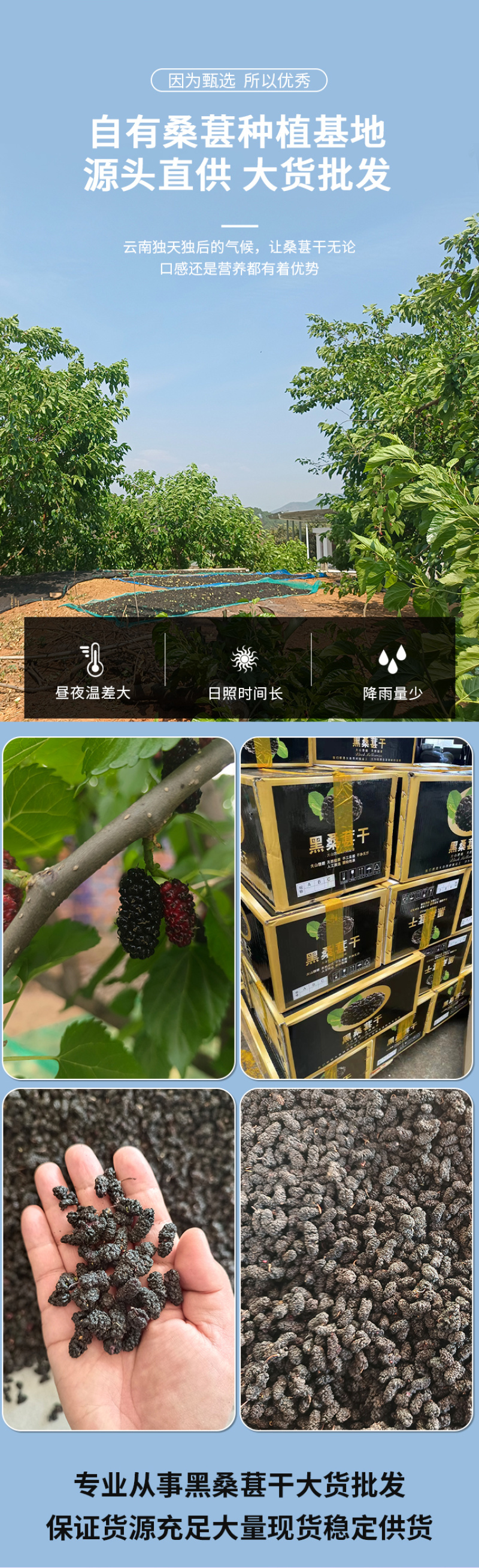桑椹干烤干桑椹干现货供应批发水洗货无沙可即食泡酒桑椹干