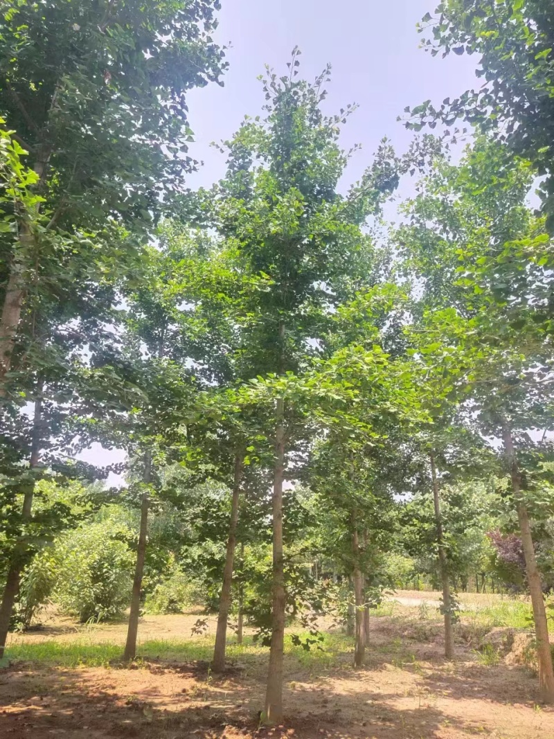 精品银杏树小苗诚信经营成活率高基地直供一手货源欢迎来电