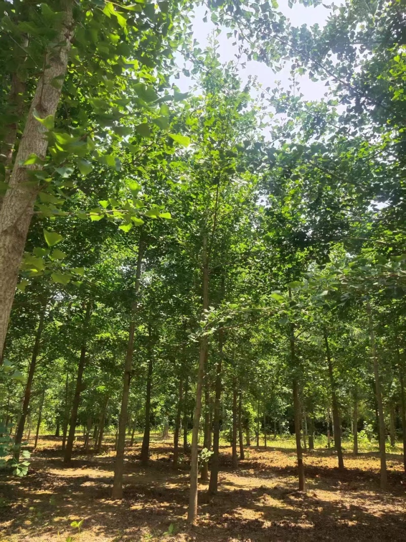 精品银杏树小苗诚信经营成活率高基地直供一手货源欢迎来电