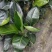 【实力商家】江苏观花植物天堂鸟保质保量欢迎咨询