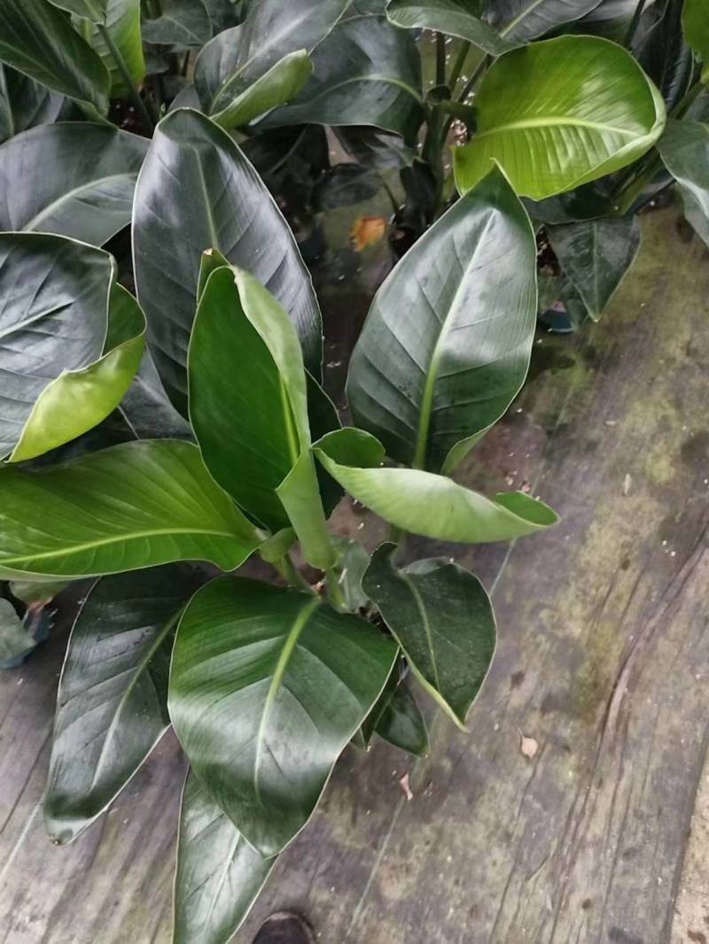 【实力商家】江苏观花植物天堂鸟保质保量欢迎咨询