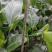 【实力商家】江苏观花植物天堂鸟保质保量欢迎咨询
