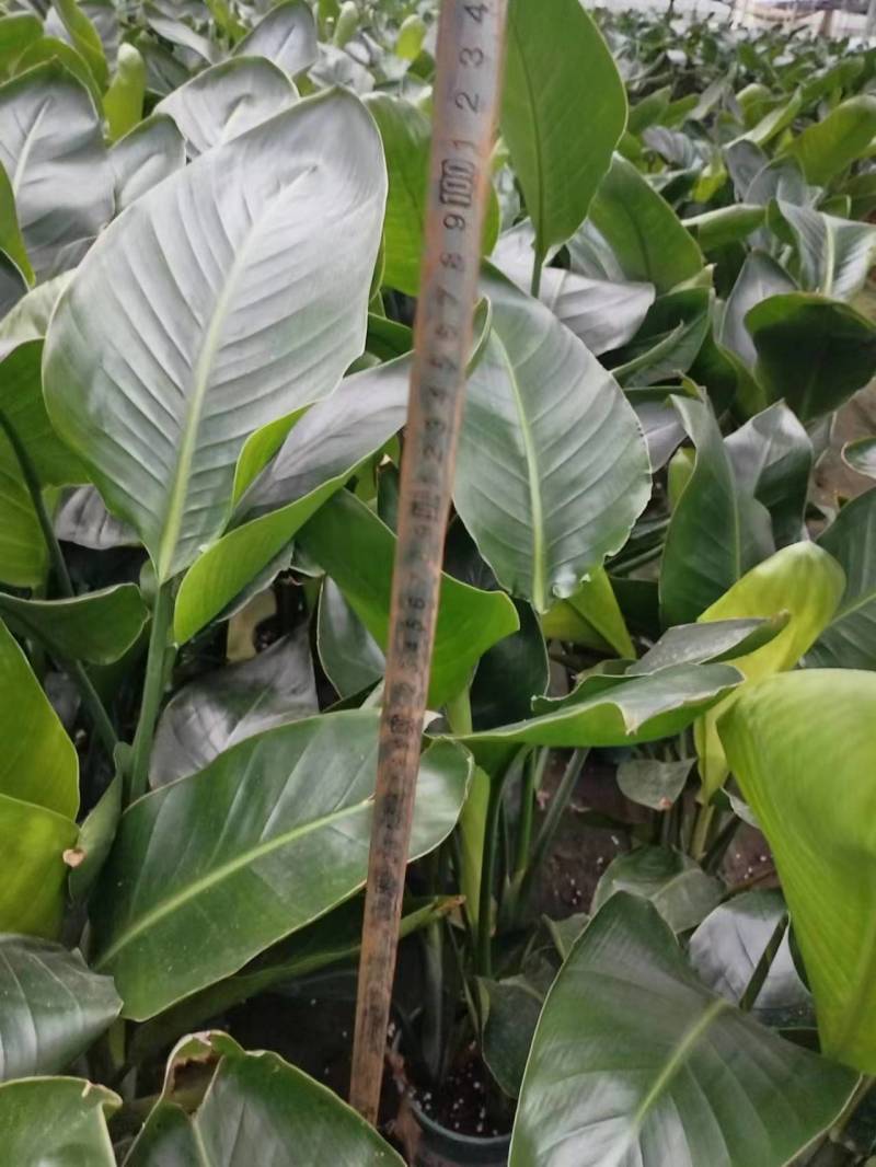 【实力商家】江苏观花植物天堂鸟保质保量欢迎咨询