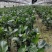 【实力商家】江苏观花植物天堂鸟保质保量欢迎咨询