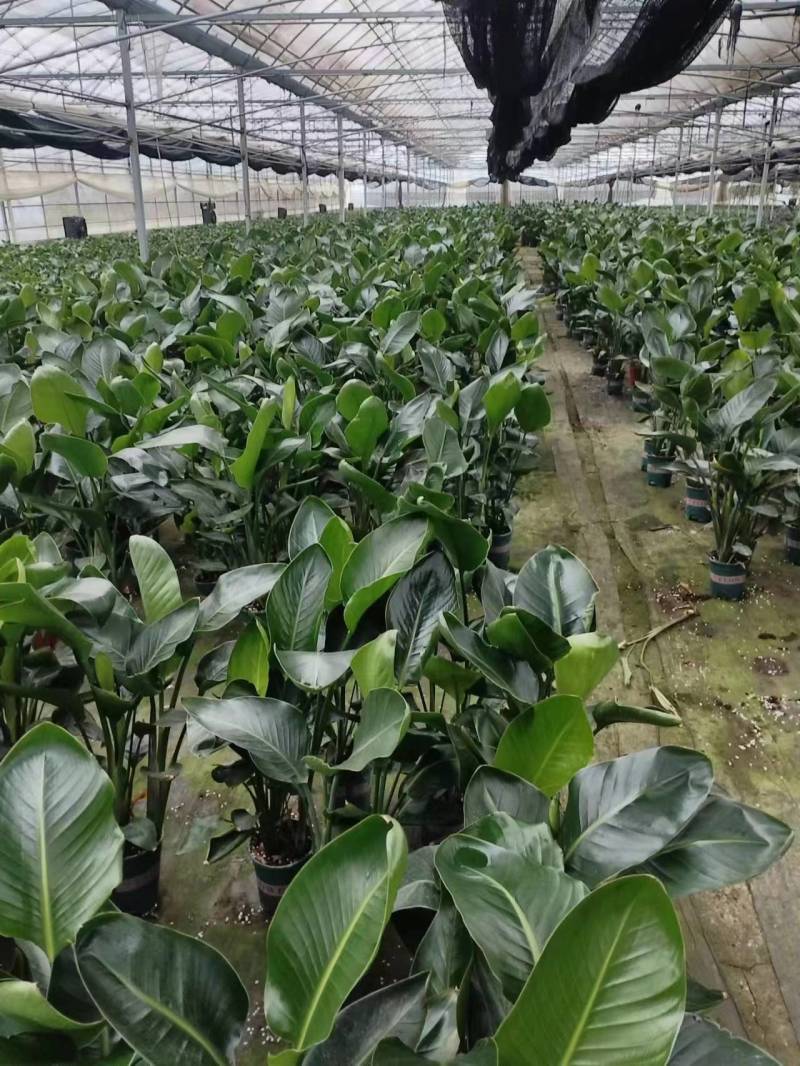【实力商家】江苏观花植物天堂鸟保质保量欢迎咨询