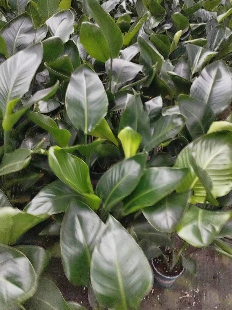 【实力商家】江苏观花植物天堂鸟保质保量欢迎咨询