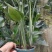 【实力商家】江苏观花植物天堂鸟保质保量欢迎咨询