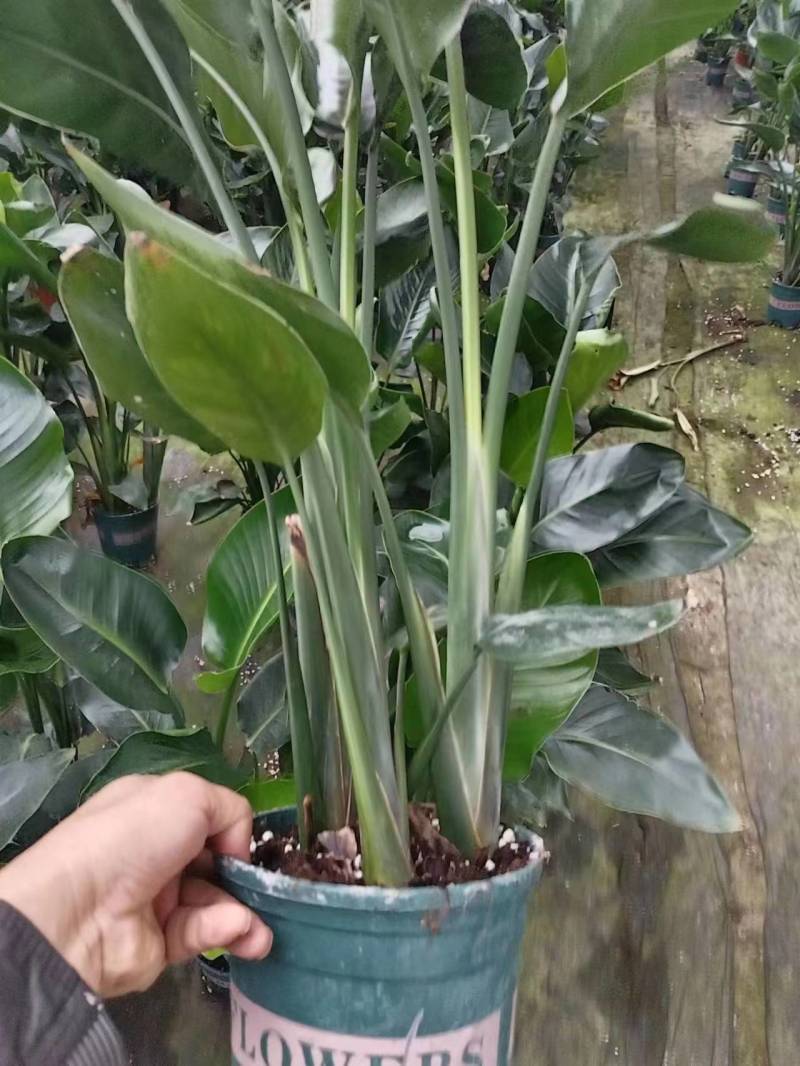 【实力商家】江苏观花植物天堂鸟保质保量欢迎咨询