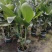 【实力商家】江苏观花植物天堂鸟保质保量欢迎咨询