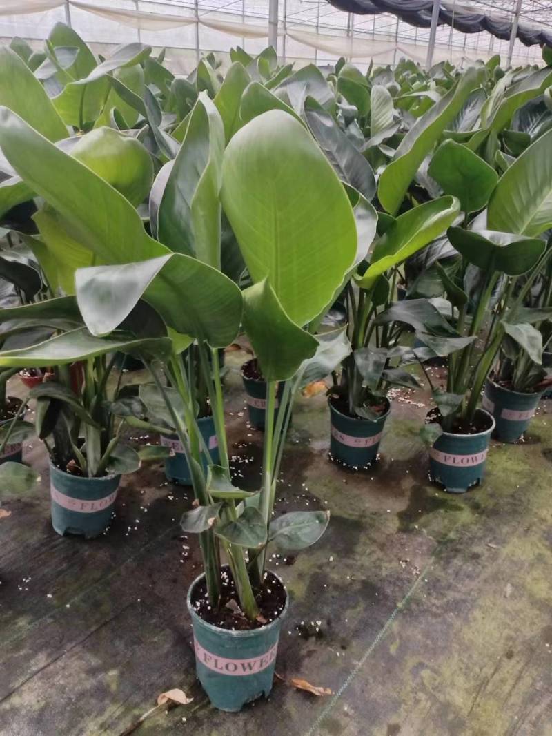 【实力商家】江苏观花植物天堂鸟保质保量欢迎咨询