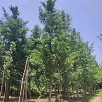 银杏树工程占地造林专用10/30公分货源基地直供常年供应