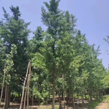 银杏树工程占地造林专用10/30公分货源基地直供常年供应
