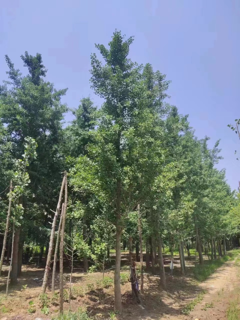 银杏树工程占地造林专用10/30公分货源基地直供常年供应