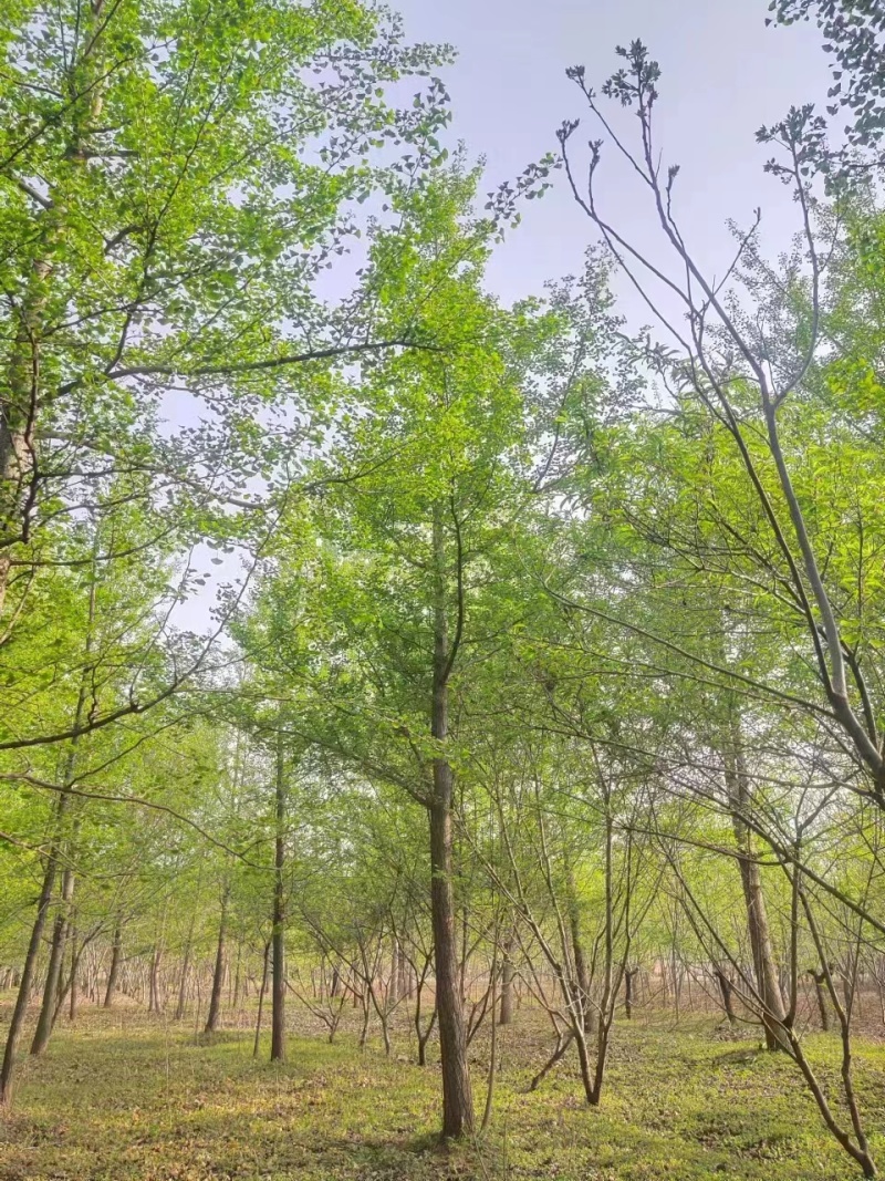 银杏树工程占地造林专用10/30公分货源基地直供常年供应