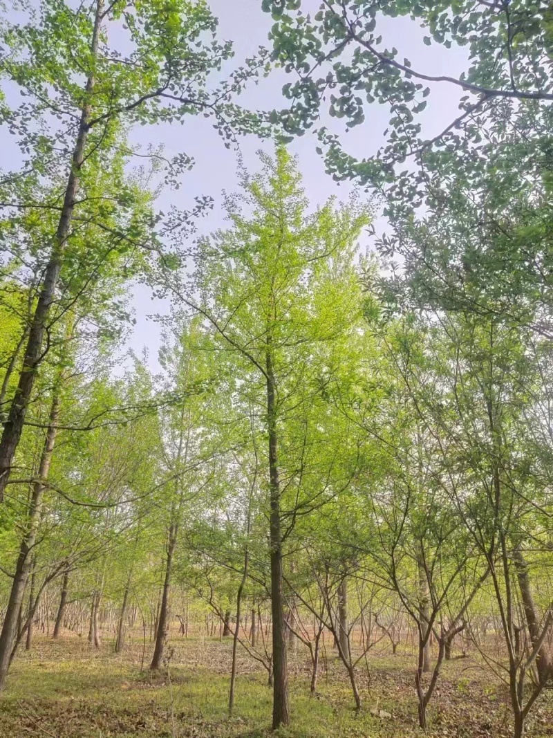 银杏树工程占地造林专用10/30公分货源基地直供常年供应