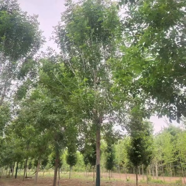 主推四白蜡树10/20公分一手货源大量有货可视频看货