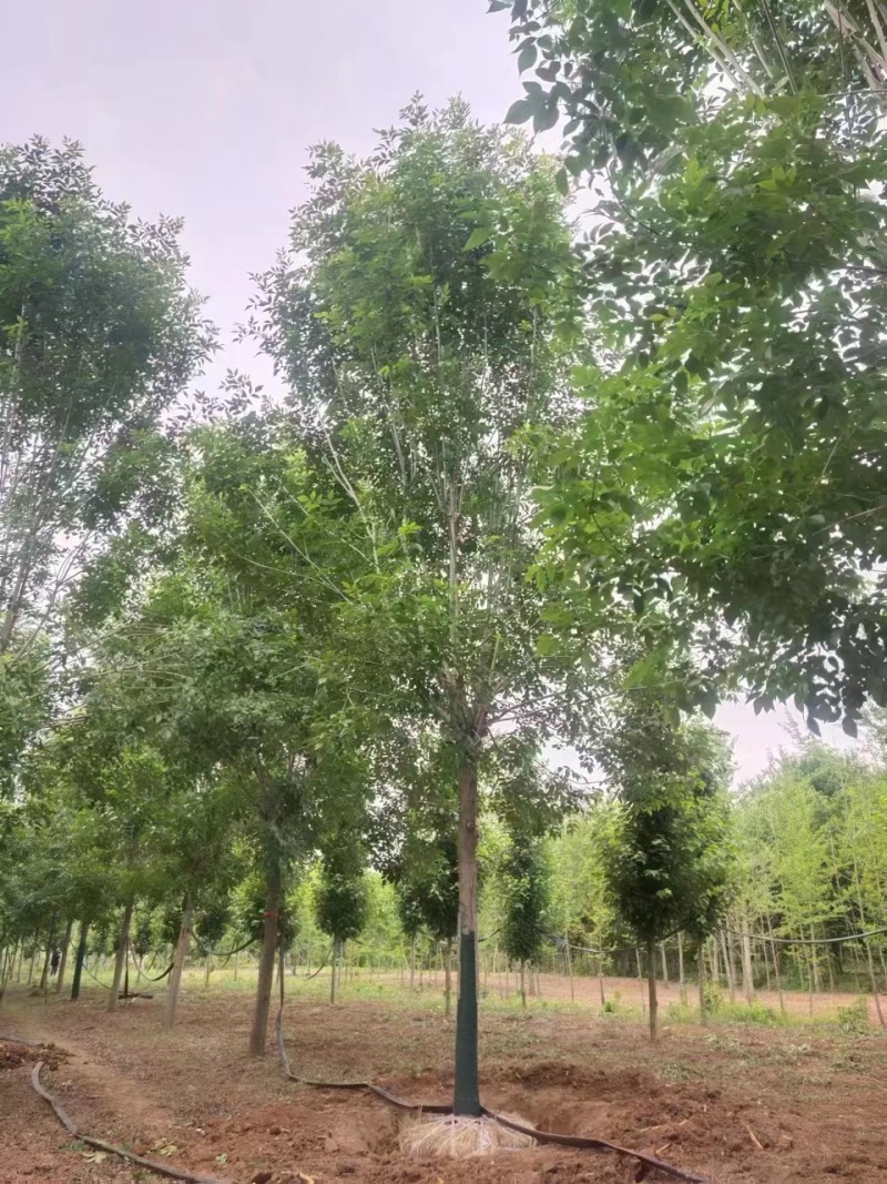 主推四白蜡树10/20公分一手货源大量有货可视频看货