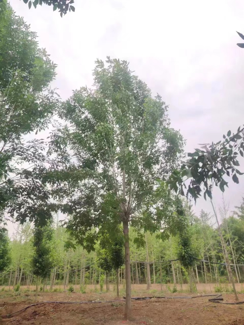 主推四白蜡树10/20公分一手货源大量有货可视频看货