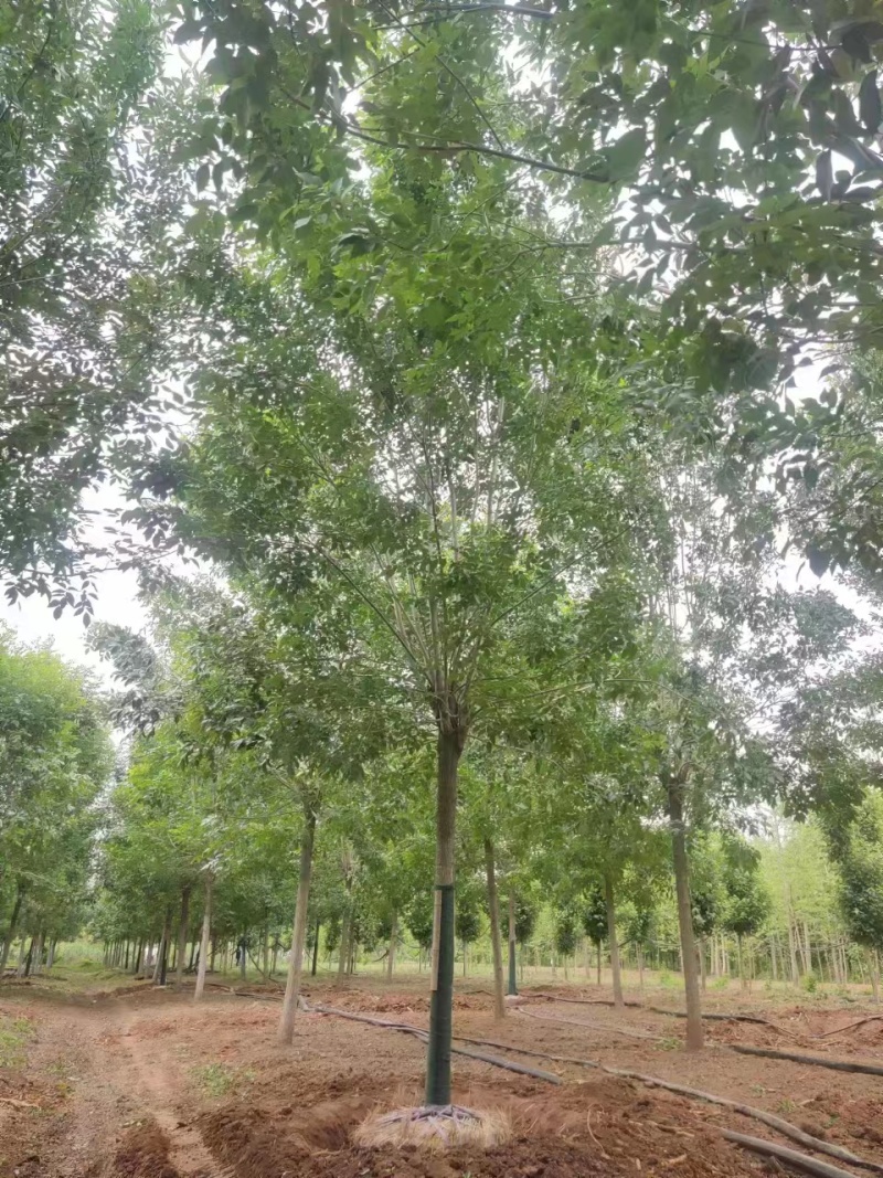 主推四白蜡树10/20公分一手货源大量有货可视频看货