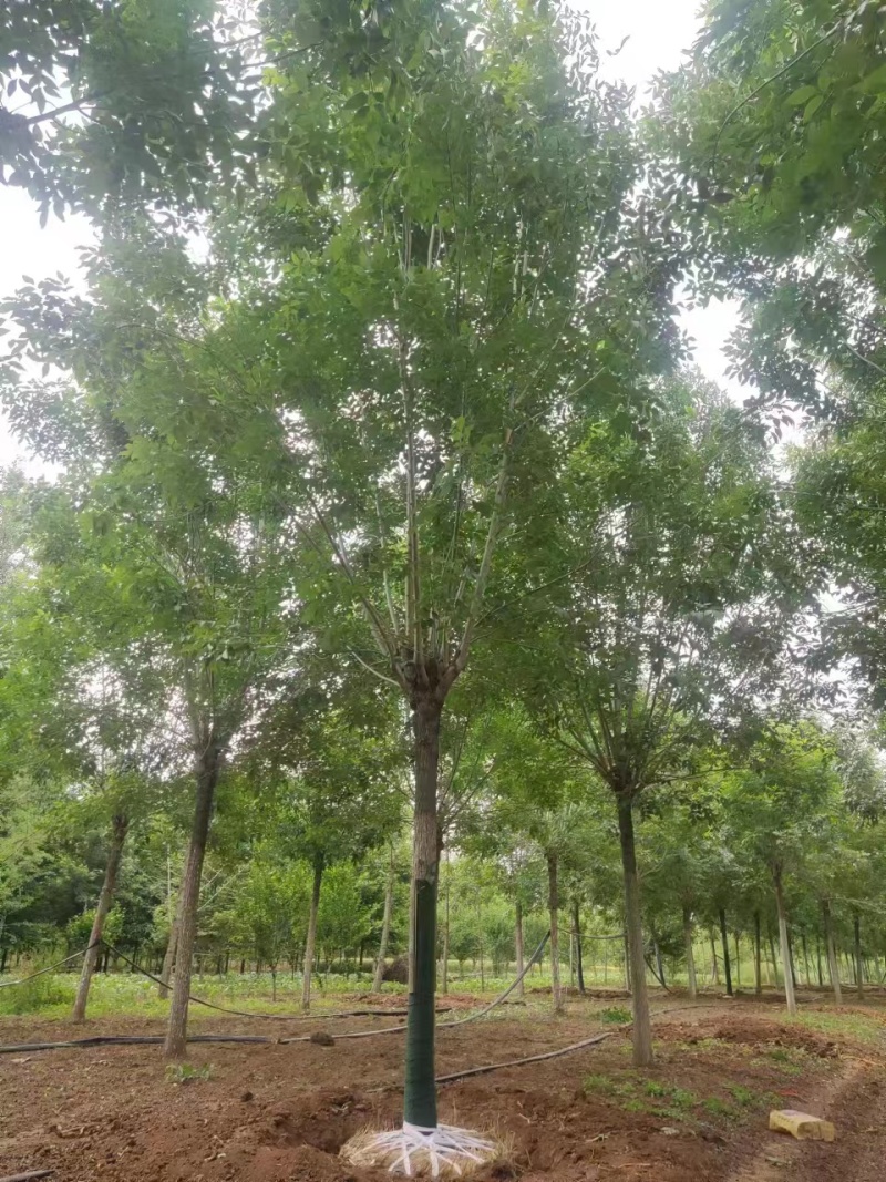 主推四白蜡树10/20公分一手货源大量有货可视频看货