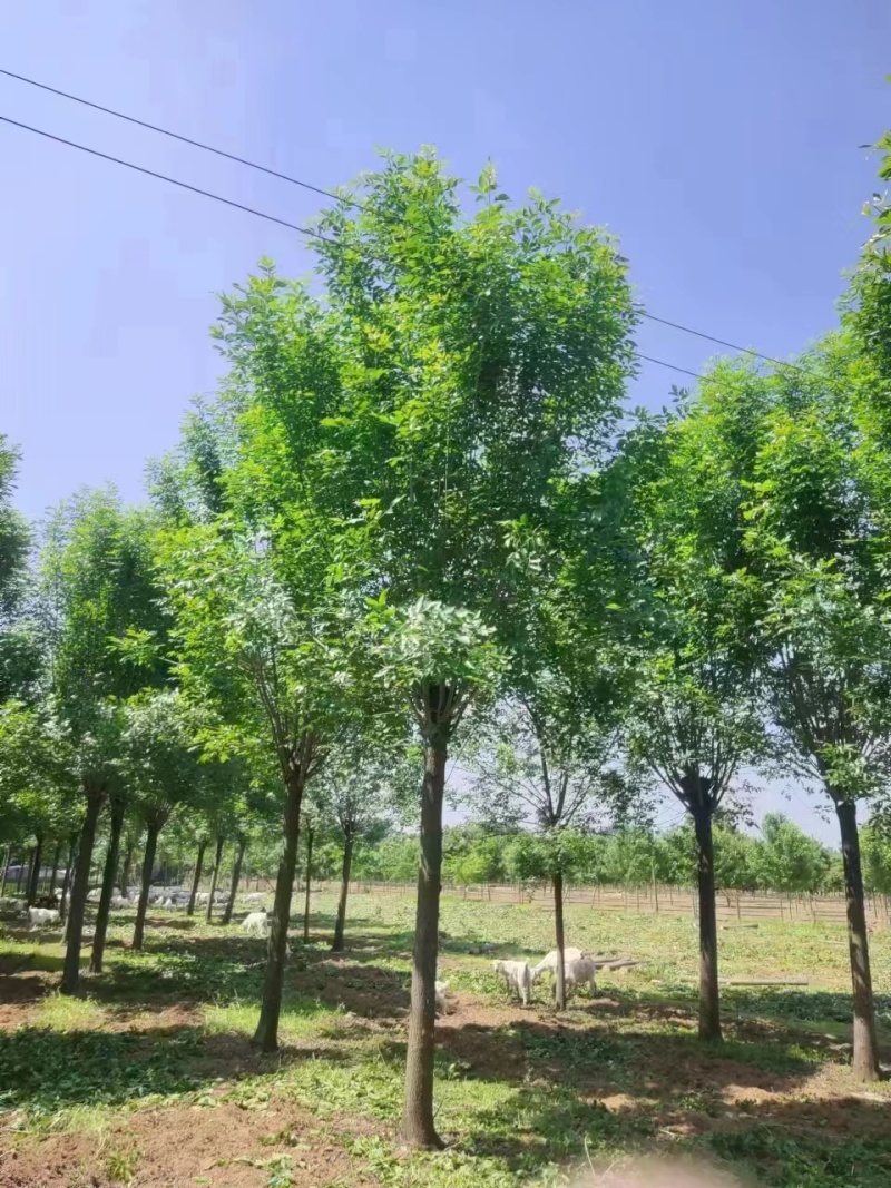主推四白蜡树10/20公分一手货源大量有货可视频看货