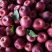 辽宁铁岭龙丰苹果山区产地大量上市可视频看货欢迎来电