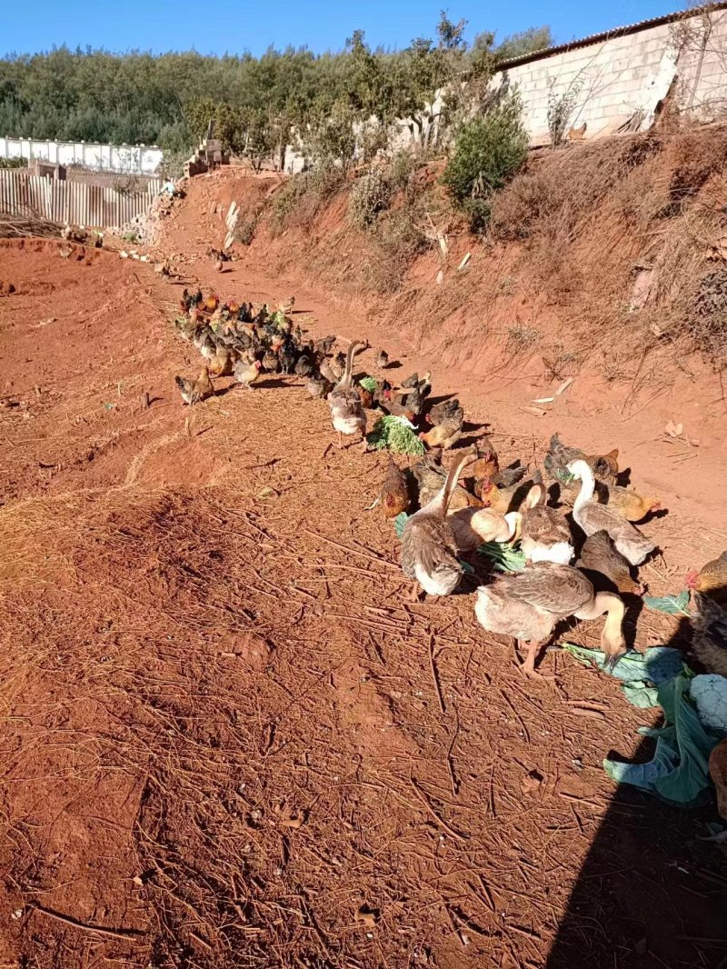 纯粮喂养跑山土鸡养殖场直供常年有货量大从优欢迎采购