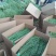【精品】贡菜质量保证诚信为本对接全国电商商超市场